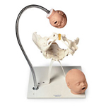 Simulaids 110-195 Pelvic Bone with Fetal Heads on Stand